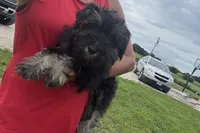 AKC- Addie, a female Miniature Schnauzer for sale in Buffalo, MO – 1 of 8