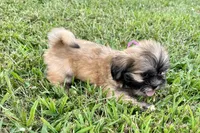 Camilla, a female Lhasa Apso for sale in Buffalo, MO – 3 of 7