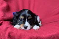 Rhett, a male Cavalier King Charles Spaniel for sale in Buffalo, MO – 3 of 10