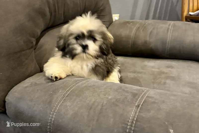 Tizzy – Lhasa Apso puppy for sale in Buffalo, MO