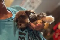 Chiquita, a female Miniature Schnauzer for sale in Buffalo, MO – 3 of 6