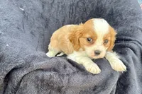 Preston, a male Cavalier King Charles Spaniel for sale in Buffalo, MO – 8 of 9