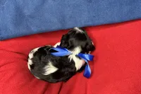 River, a female Cavalier King Charles Spaniel for sale in Buffalo, MO – 4 of 9