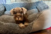Evan, a male Miniature Schnauzer for sale in Buffalo, MO – 1 of 7