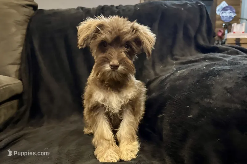 Chiquita – Miniature Schnauzer puppy for sale in Buffalo, MO
