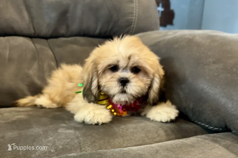 Callie – Lhasa Apso puppy for sale in Buffalo, MO