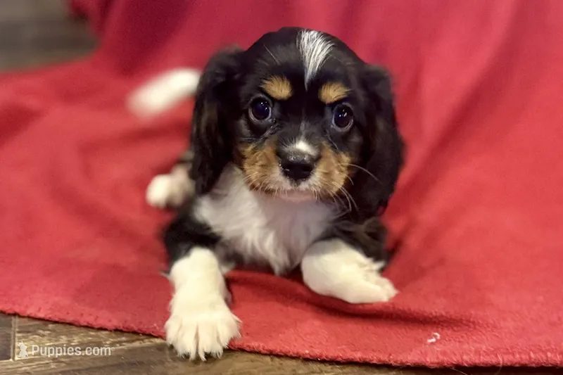 Maverick – Cavalier King Charles Spaniel puppy for sale in Buffalo, MO