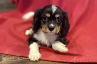 Maverick, a male Cavalier King Charles Spaniel for sale in Buffalo, MO – 1 of 10