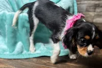 Renley, a female Cavalier King Charles Spaniel for sale in Buffalo, MO – 6 of 10