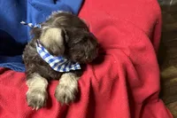Evan, a male Miniature Schnauzer for sale in Buffalo, MO – 8 of 9
