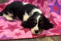 Molly, a female Cavalier King Charles Spaniel for sale in Buffalo, MO – 3 of 8