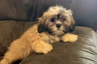 Camilla, a female Lhasa Apso for sale in Buffalo, MO – 9 of 9