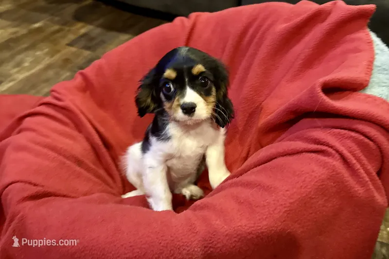 Rhett – Cavalier King Charles Spaniel puppy for sale in Buffalo, MO