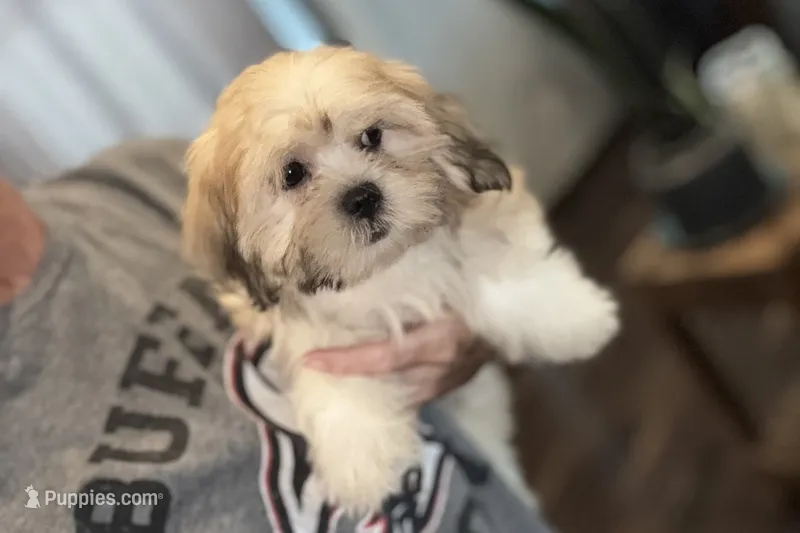 Capri – Lhasa Apso puppy for sale in Buffalo, MO
