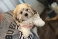 Capri, a female Lhasa Apso for sale in Buffalo, MO – 1 of 10