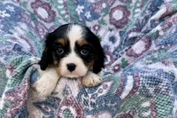 Paris, a female Cavalier King Charles Spaniel for sale in Buffalo, MO – 8 of 10