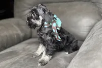 AKC- Addie, a female Miniature Schnauzer for sale in Buffalo, MO – 10 of 10