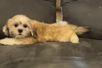 Capri, a female Lhasa Apso for sale in Buffalo, MO – 10 of 10
