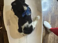Rhett, a male Cavalier King Charles Spaniel for sale in Buffalo, MO – 9 of 10