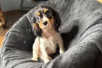 Rhett, a male Cavalier King Charles Spaniel for sale in Buffalo, MO – 5 of 9