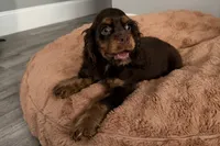 Bingo - AKC Champion Background, a male Cocker Spaniel for sale in Buffalo, MO – 8 of 8
