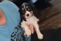 Mochi, a female Cavalier King Charles Spaniel for sale in Buffalo, MO – 9 of 10