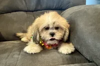Callie, a female Lhasa Apso for sale in Buffalo, MO – 3 of 10