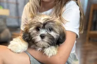 Camilla, a female Lhasa Apso for sale in Buffalo, MO – 3 of 9