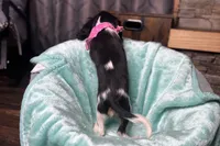 Renley, a female Cavalier King Charles Spaniel for sale in Buffalo, MO – 2 of 10