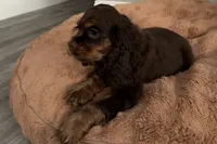 Bingo - AKC Champion Background, a male Cocker Spaniel for sale in Buffalo, MO – 2 of 8