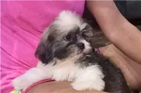 Tizzy, a female Lhasa Apso for sale in Buffalo, MO – 3 of 6