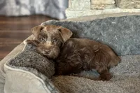 Eric, a male Miniature Schnauzer for sale in Buffalo, MO – 4 of 9