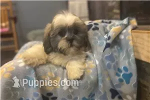 Twix – Lhasa Apso puppy for sale in Buffalo, MO