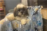 Twix, a male Lhasa Apso for sale in Buffalo, MO – 1 of 6