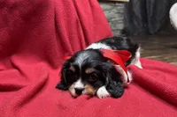 Renley, a female Cavalier King Charles Spaniel for sale in Buffalo, MO – 6 of 9