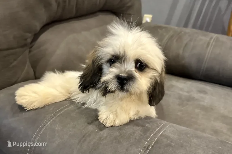 Teo – Lhasa Apso puppy for sale in Buffalo, MO