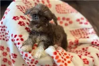 Chiquita, a female Miniature Schnauzer for sale in Buffalo, MO – 5 of 6