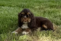 Bluey - AKC Champion Background, a male Cocker Spaniel for sale in Buffalo, MO – 4 of 7