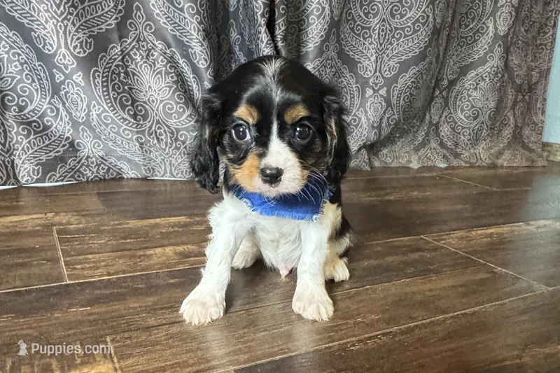Rhett – Cavalier King Charles Spaniel puppy for sale in Buffalo, MO