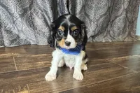Rhett, a male Cavalier King Charles Spaniel for sale in Buffalo, MO – 1 of 10