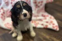 Mochi, a female Cavalier King Charles Spaniel for sale in Buffalo, MO – 7 of 10