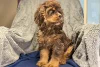 Snickers - AKC Champion Background, a male Cocker Spaniel for sale in Buffalo, MO – 3 of 4