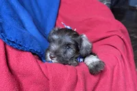 Evan, a male Miniature Schnauzer for sale in Buffalo, MO – 9 of 9