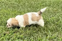 Carter, a male Lhasa Apso for sale in Buffalo, MO – 5 of 10