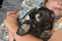Austin, a male Miniature Schnauzer for sale in Buffalo, MO – 2 of 9