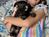 Austin, a male Miniature Schnauzer for sale in Buffalo, MO – 8 of 9