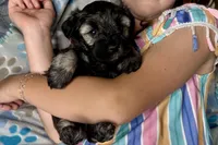 Austin, a male Miniature Schnauzer for sale in Buffalo, MO – 7 of 9