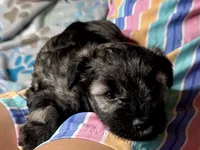 Austin, a male Miniature Schnauzer for sale in Buffalo, MO – 5 of 9