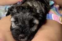 Austin, a male Miniature Schnauzer for sale in Buffalo, MO – 3 of 9