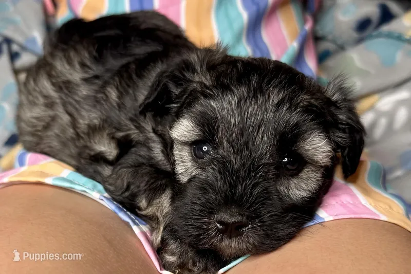 Austin – Miniature Schnauzer puppy for sale in Buffalo, MO